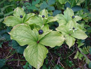 Fotografia da espécie Paris quadrifolia