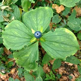 Fotografia da espécie Paris quadrifolia