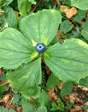 Fotografia 13 da espécie Paris quadrifolia no Jardim Botânico UTAD