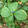 Fotografia 13 da espécie Paris quadrifolia do Jardim Botânico UTAD