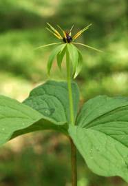 Fotografia da espécie Paris quadrifolia