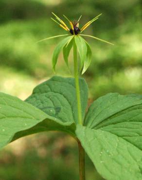 Fotografia 14 da espécie Paris quadrifolia no Jardim Botânico UTAD