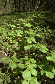 Fotografia da espécie Paris quadrifolia