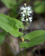 Fotografia da espécie Maianthemum bifolium