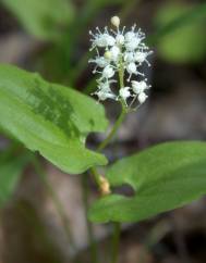 Maianthemum bifolium