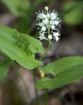 Fotografia 1 da espécie Maianthemum bifolium no Jardim Botânico UTAD