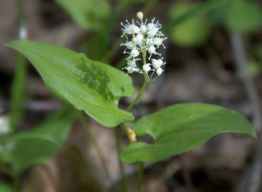 Fotografia da espécie Maianthemum bifolium