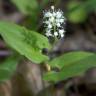 Fotografia 1 da espécie Maianthemum bifolium do Jardim Botânico UTAD