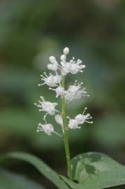 Fotografia da espécie Maianthemum bifolium