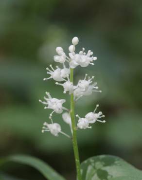 Fotografia 2 da espécie Maianthemum bifolium no Jardim Botânico UTAD