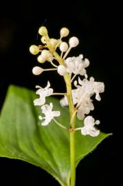 Fotografia da espécie Maianthemum bifolium