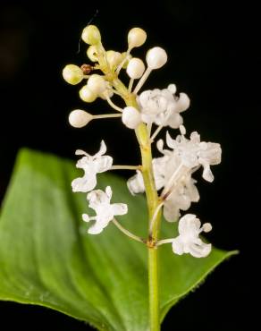Fotografia 3 da espécie Maianthemum bifolium no Jardim Botânico UTAD