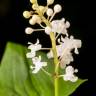 Fotografia 3 da espécie Maianthemum bifolium do Jardim Botânico UTAD