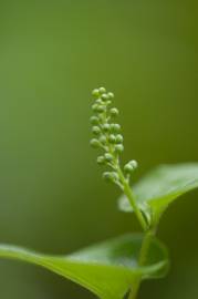 Fotografia da espécie Maianthemum bifolium