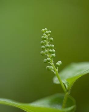 Fotografia 5 da espécie Maianthemum bifolium no Jardim Botânico UTAD