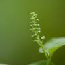 Fotografia 5 da espécie Maianthemum bifolium do Jardim Botânico UTAD
