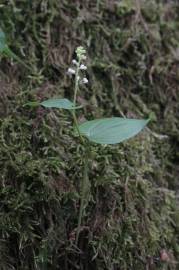 Fotografia da espécie Maianthemum bifolium