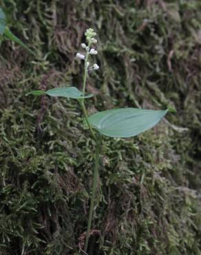 Fotografia 6 da espécie Maianthemum bifolium no Jardim Botânico UTAD