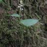 Fotografia 6 da espécie Maianthemum bifolium do Jardim Botânico UTAD