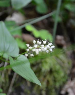 Fotografia 7 da espécie Maianthemum bifolium no Jardim Botânico UTAD