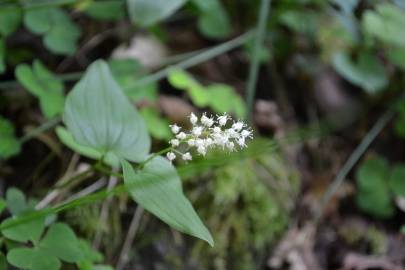 Fotografia da espécie Maianthemum bifolium