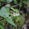 Fotografia 7 da espécie Maianthemum bifolium do Jardim Botânico UTAD