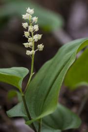 Fotografia da espécie Maianthemum bifolium