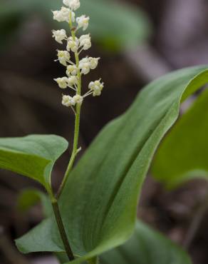 Fotografia 8 da espécie Maianthemum bifolium no Jardim Botânico UTAD