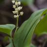 Fotografia 8 da espécie Maianthemum bifolium do Jardim Botânico UTAD