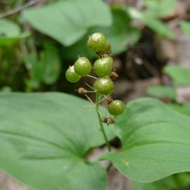 Fotografia da espécie Maianthemum bifolium