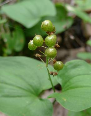 Fotografia 9 da espécie Maianthemum bifolium no Jardim Botânico UTAD