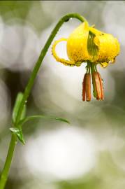 Fotografia da espécie Lilium pyrenaicum