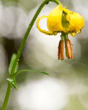 Fotografia da espécie Lilium pyrenaicum