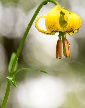 Fotografia 1 da espécie Lilium pyrenaicum no Jardim Botânico UTAD