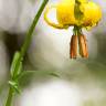 Fotografia 1 da espécie Lilium pyrenaicum do Jardim Botânico UTAD