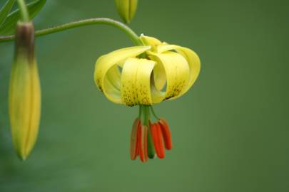 Fotografia da espécie Lilium pyrenaicum