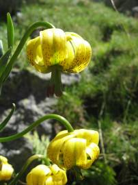 Fotografia da espécie Lilium pyrenaicum