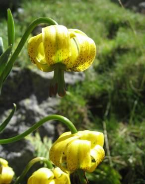 Fotografia 3 da espécie Lilium pyrenaicum no Jardim Botânico UTAD