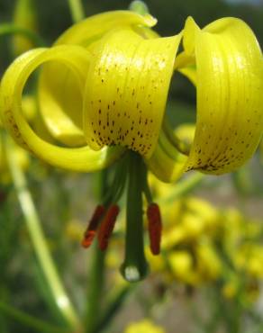 Fotografia 4 da espécie Lilium pyrenaicum no Jardim Botânico UTAD