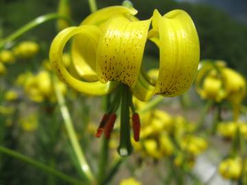 Fotografia da espécie Lilium pyrenaicum