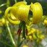 Fotografia 4 da espécie Lilium pyrenaicum do Jardim Botânico UTAD