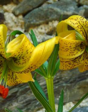 Fotografia 5 da espécie Lilium pyrenaicum no Jardim Botânico UTAD