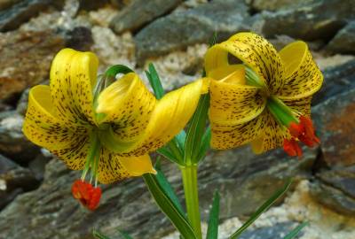 Fotografia da espécie Lilium pyrenaicum