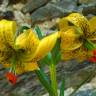 Fotografia 5 da espécie Lilium pyrenaicum do Jardim Botânico UTAD