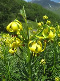 Fotografia da espécie Lilium pyrenaicum