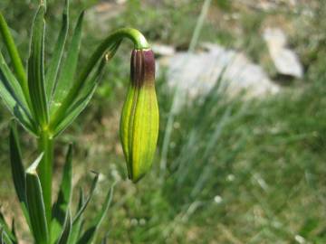 Fotografia da espécie Lilium pyrenaicum