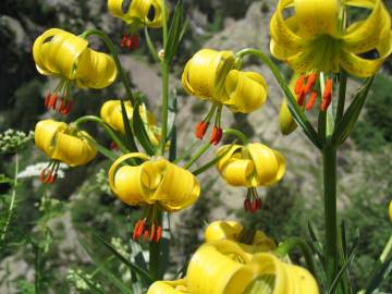 Fotografia da espécie Lilium pyrenaicum