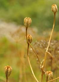 Fotografia da espécie Lilium pyrenaicum