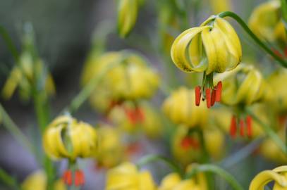 Fotografia da espécie Lilium pyrenaicum