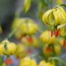 Fotografia 11 da espécie Lilium pyrenaicum do Jardim Botânico UTAD
